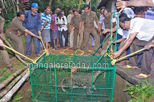 Leopard rescued from well in Havanje